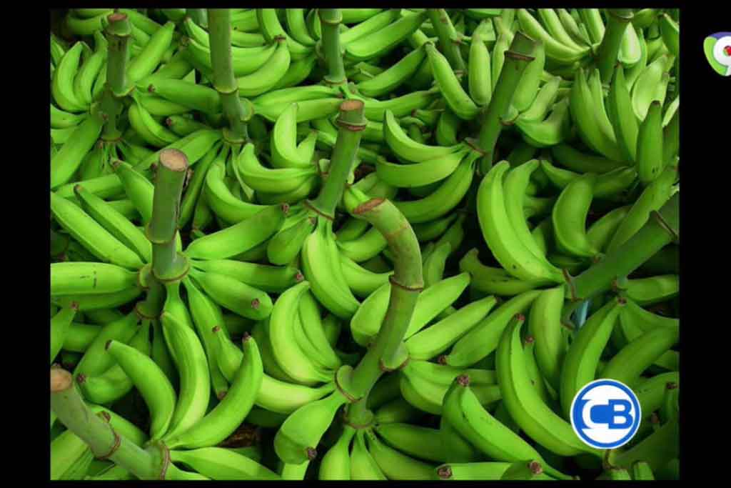 Platanos