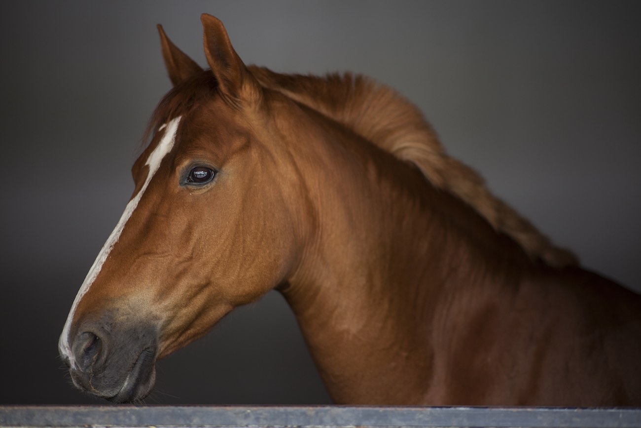 CABALLOS