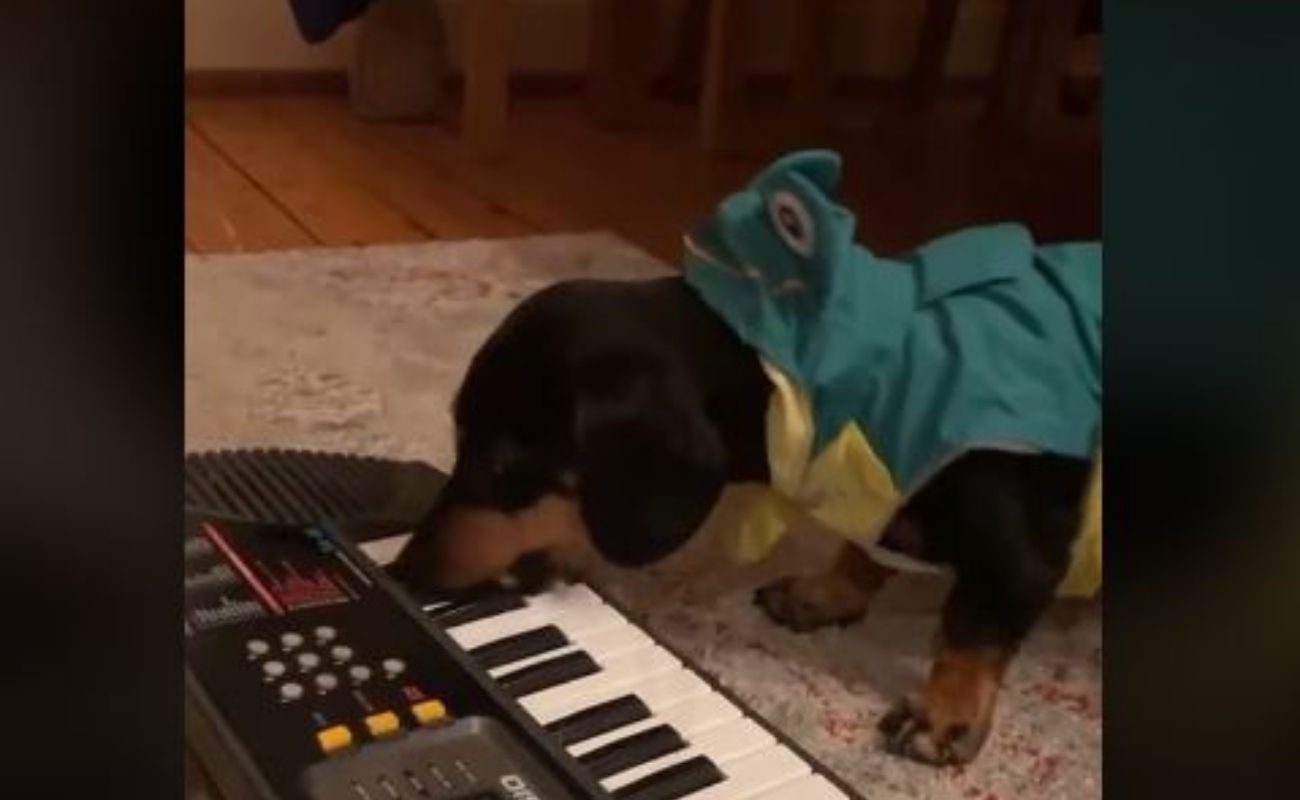 Perrito toca piano