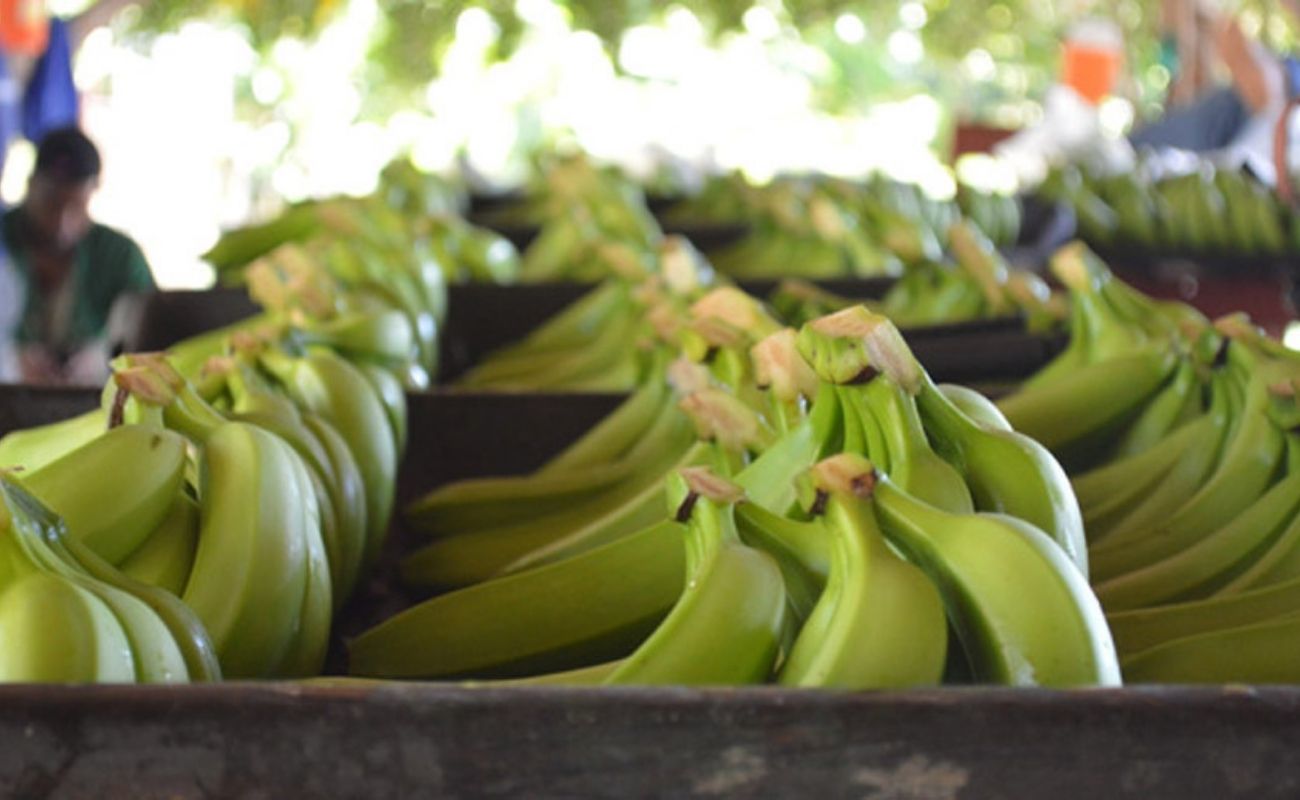 agricultores y productores