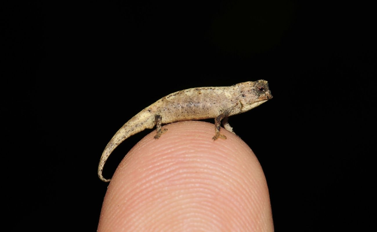 Reptil pequeño Madagascar