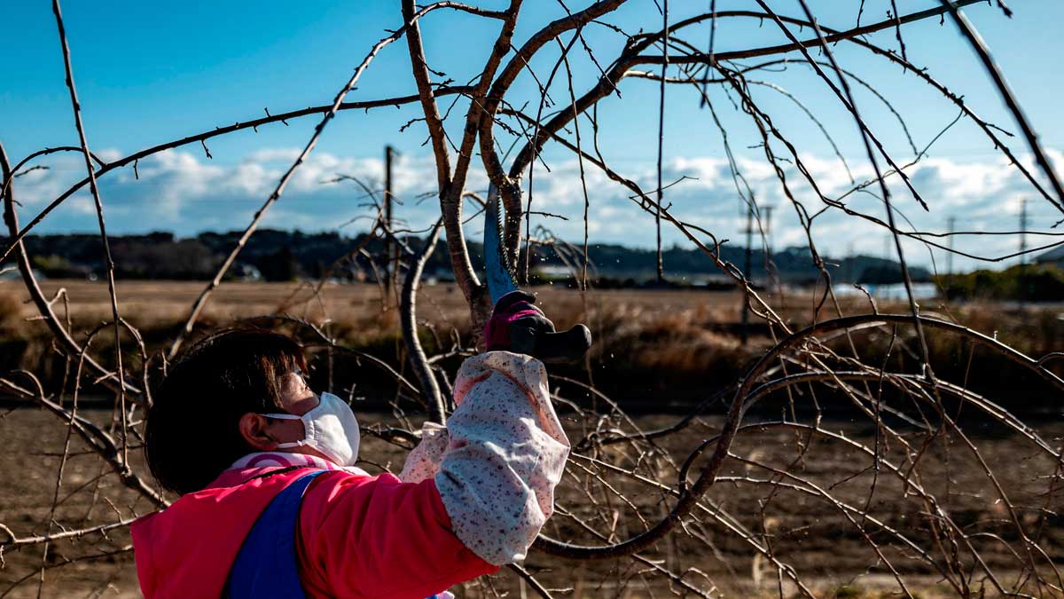 La llama olímpica iluminará a su paso la reconstrucción de Fukushima