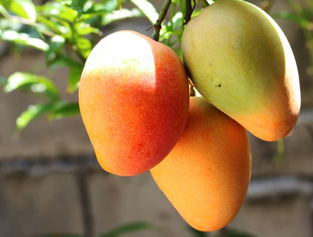 Mangos