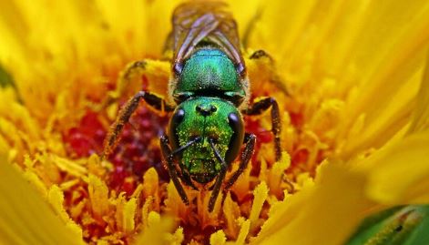 Día Mundial de las Abejas