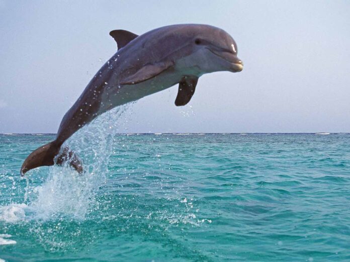 delfines saltando