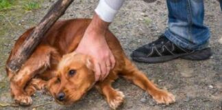 Hombre abusa sexualmente de su perro