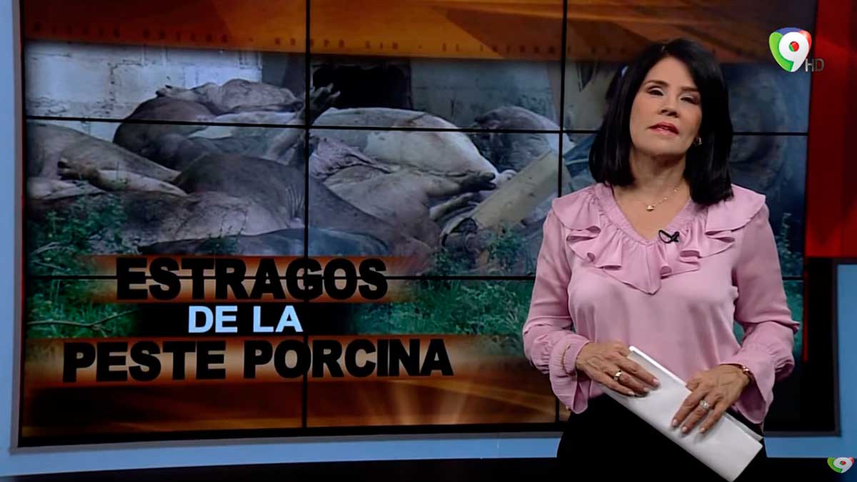 Estragos de la Peste Porcina | El Informe con Alicia Ortega