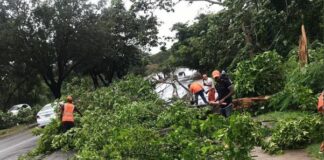 La caída de árboles por tormenta fred afecta la electricidad