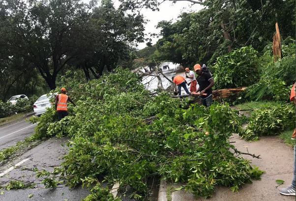 La caída de árboles por tormenta fred afecta la electricidad