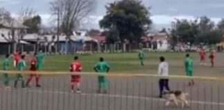 Perro viral en partido de fútbol