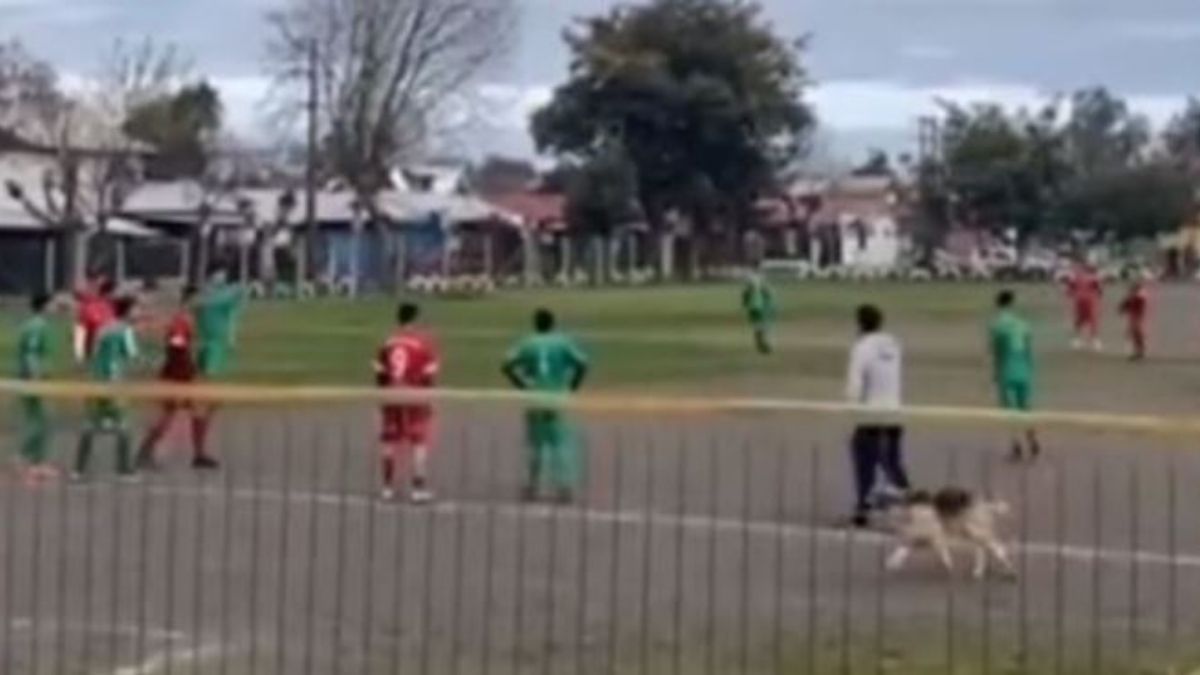 Perro viral en partido de fútbol