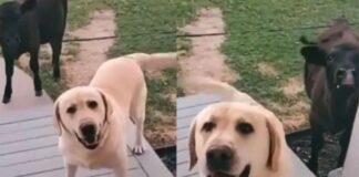 Perro se vuelve viral por llevar vaca a su casa