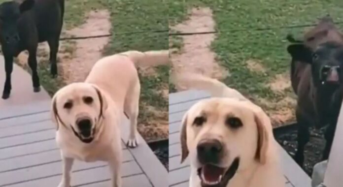 Perro se vuelve viral por llevar vaca a su casa