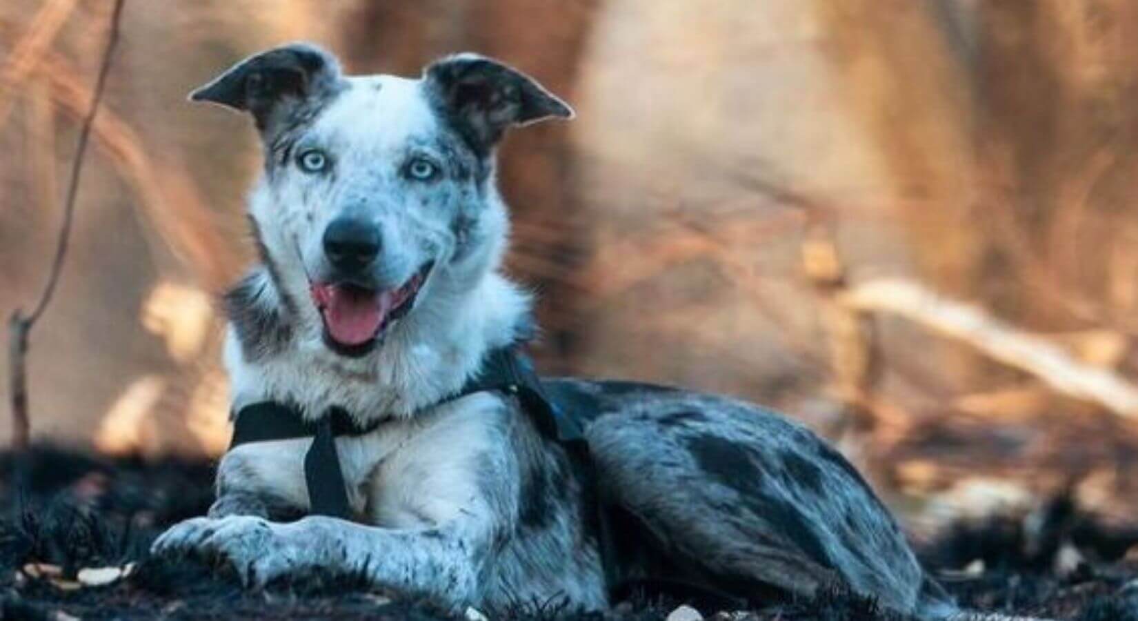 Bear el perrito que salva koalas