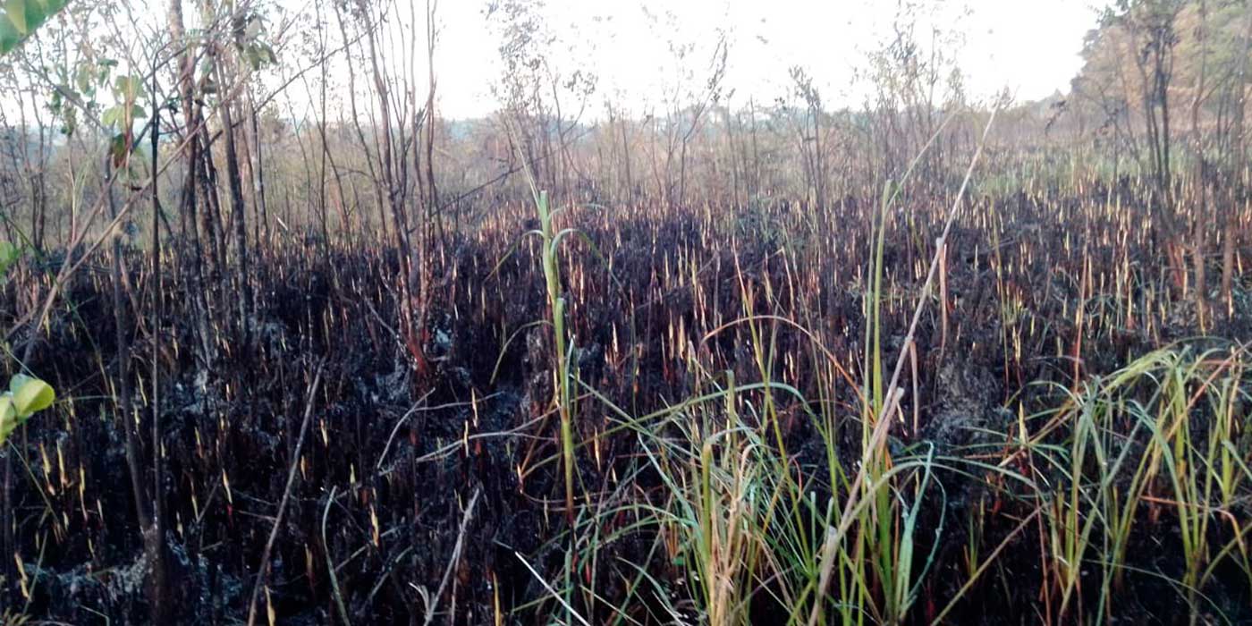 Incendio forestal en Las Terrenas está controlado