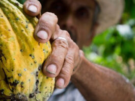 Ministerio de Agricultura llevo acabo un Día de Campo con productores de cacao en Puerto Plata