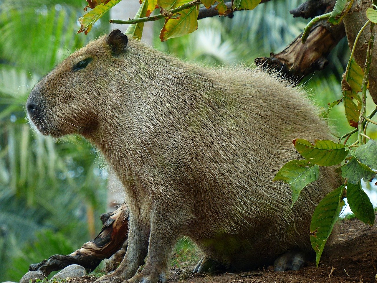 Cuáles son las mascotas más exóticas