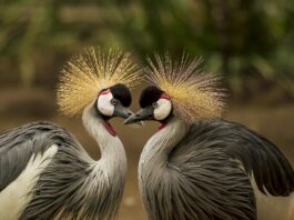 Cuánto sabes acerca de las aves