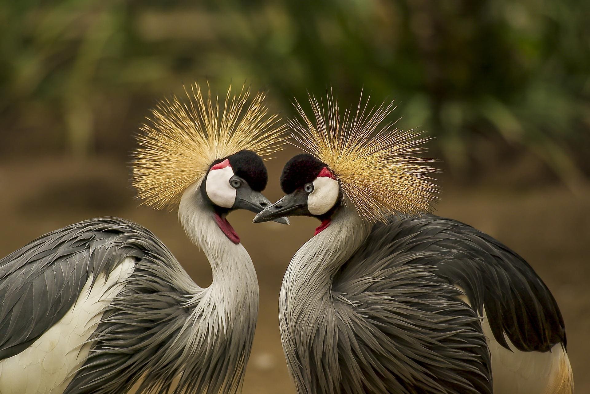 Cuánto sabes acerca de las aves