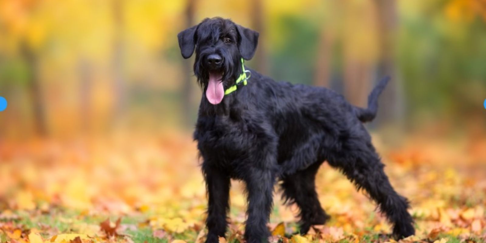 Que tienen de especial los perros schnauzer