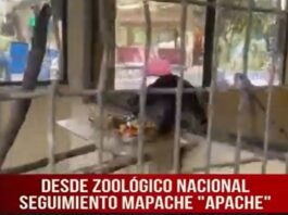 Mapache “Apache” está sana y salva en el zoológico nacional