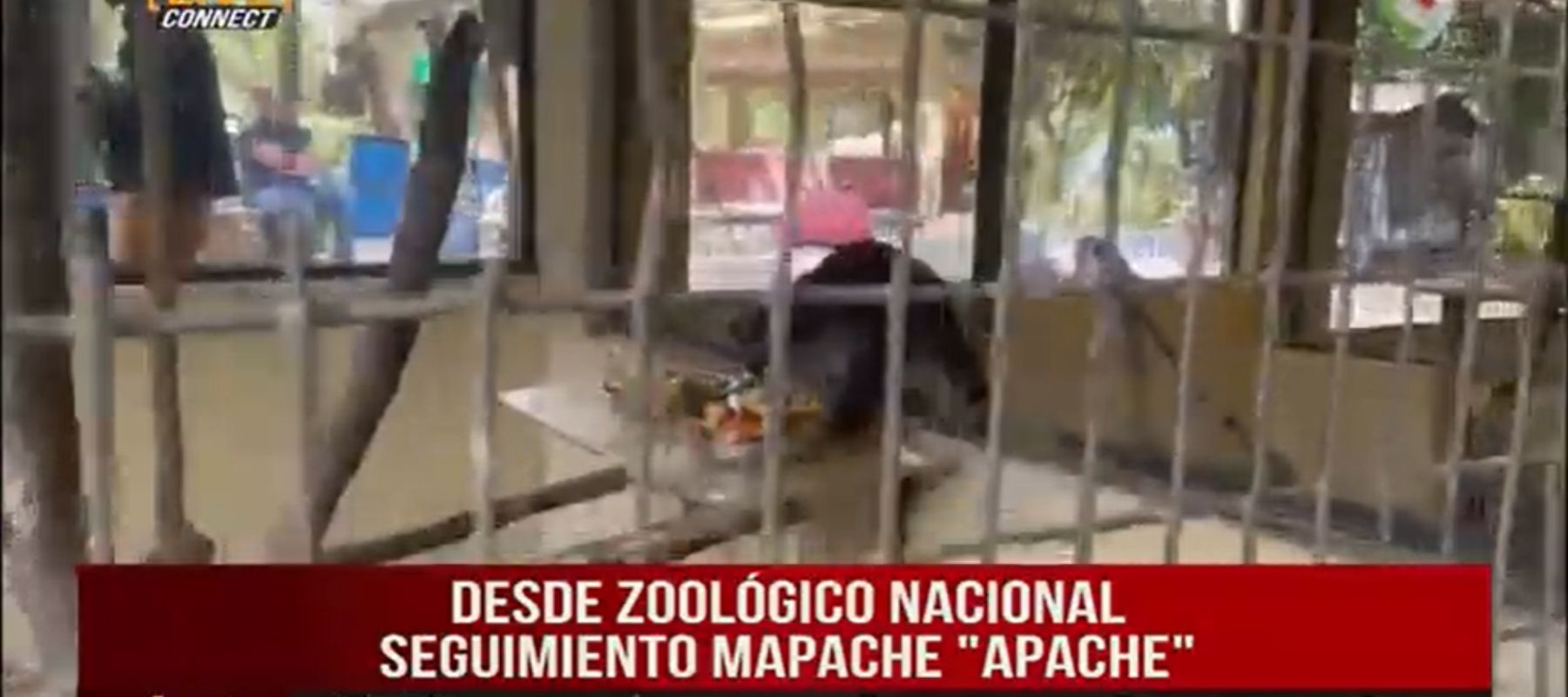 Mapache “Apache” está sana y salva en el zoológico nacional