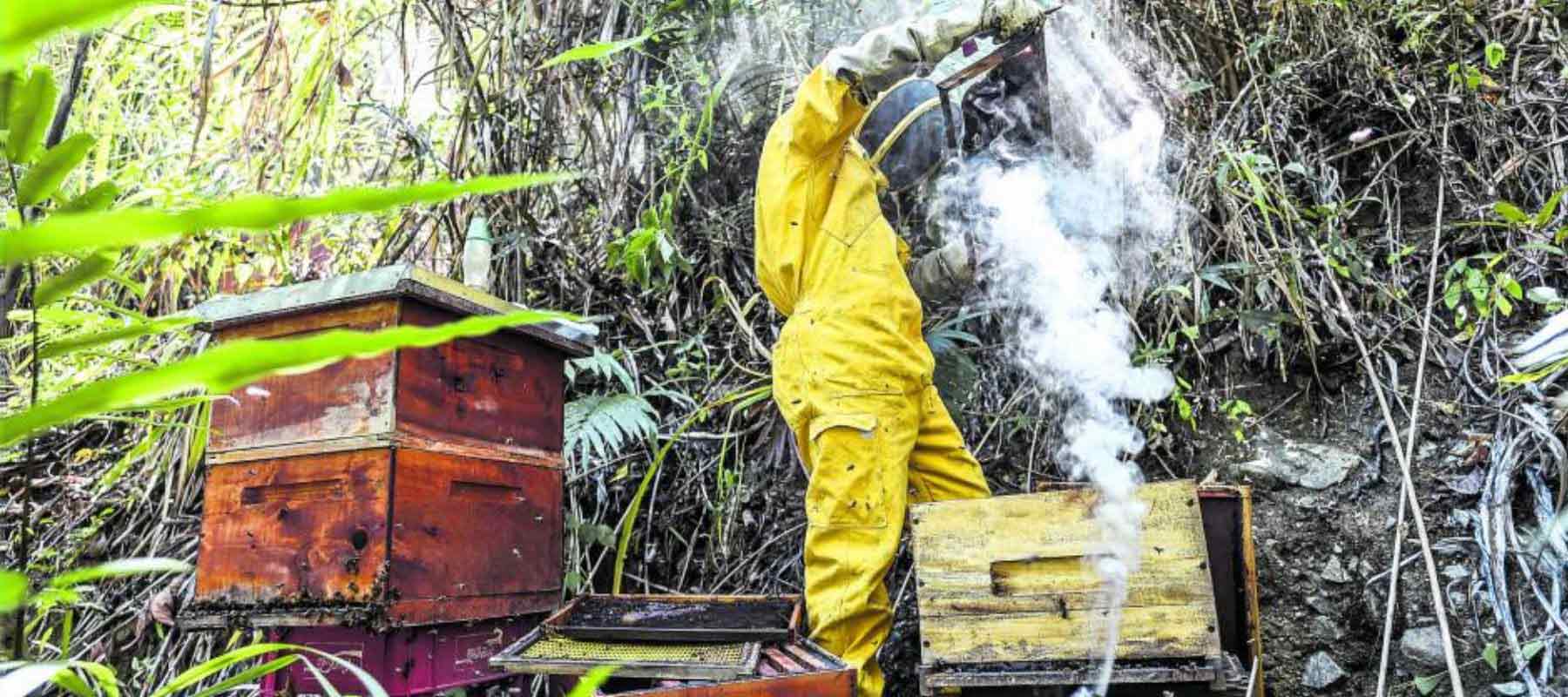 Apicultor-pierde-la-vida-a-manos-de-sus-amadas-abejas