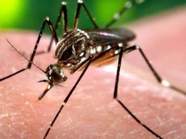 Dengue-amenaza-a-Brasil-con-cifras-récord