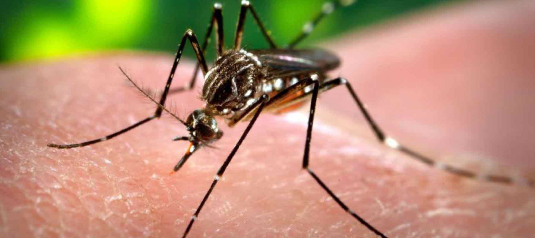 Dengue-amenaza-a-Brasil-con-cifras-récord