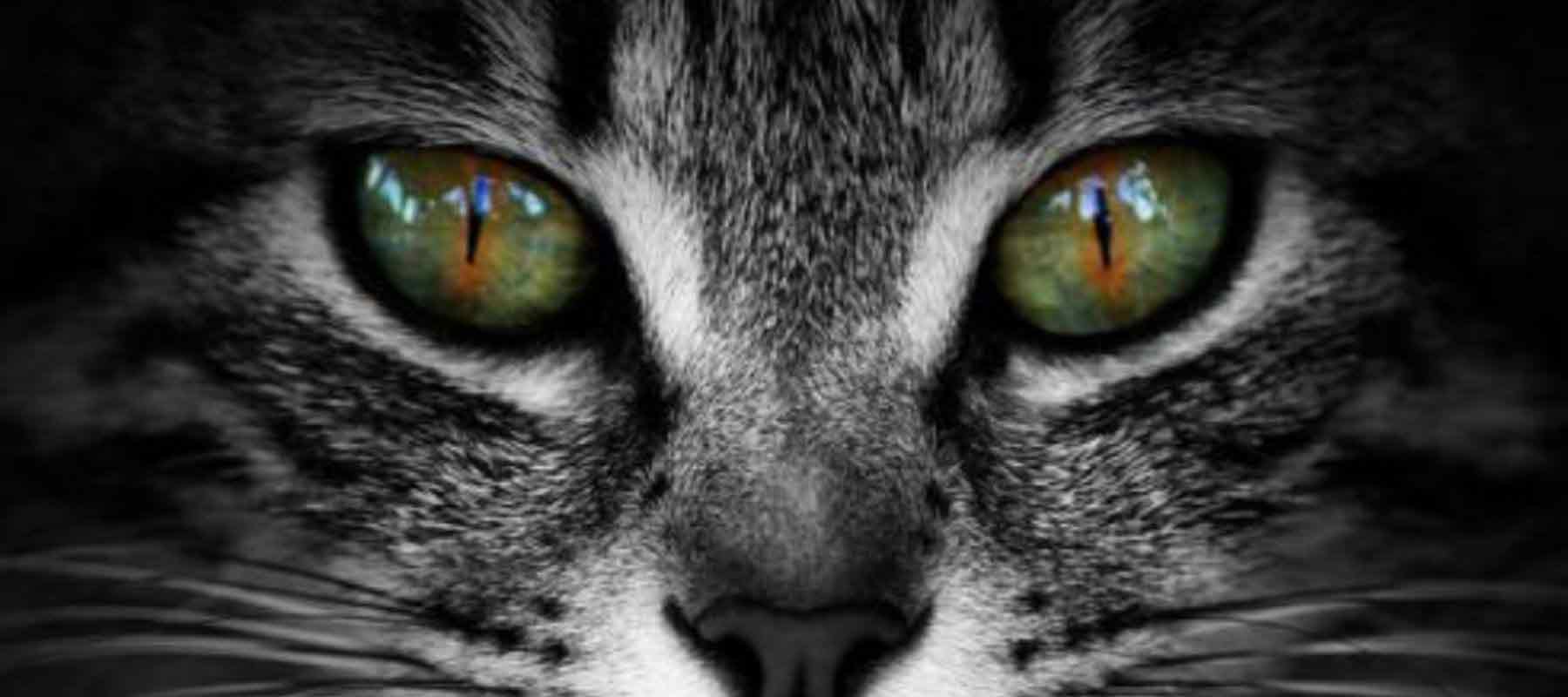 Descubrimiento-científico-revela-origen-de-la-diversidad-cromática-en-los-ojos-de-los-gatos