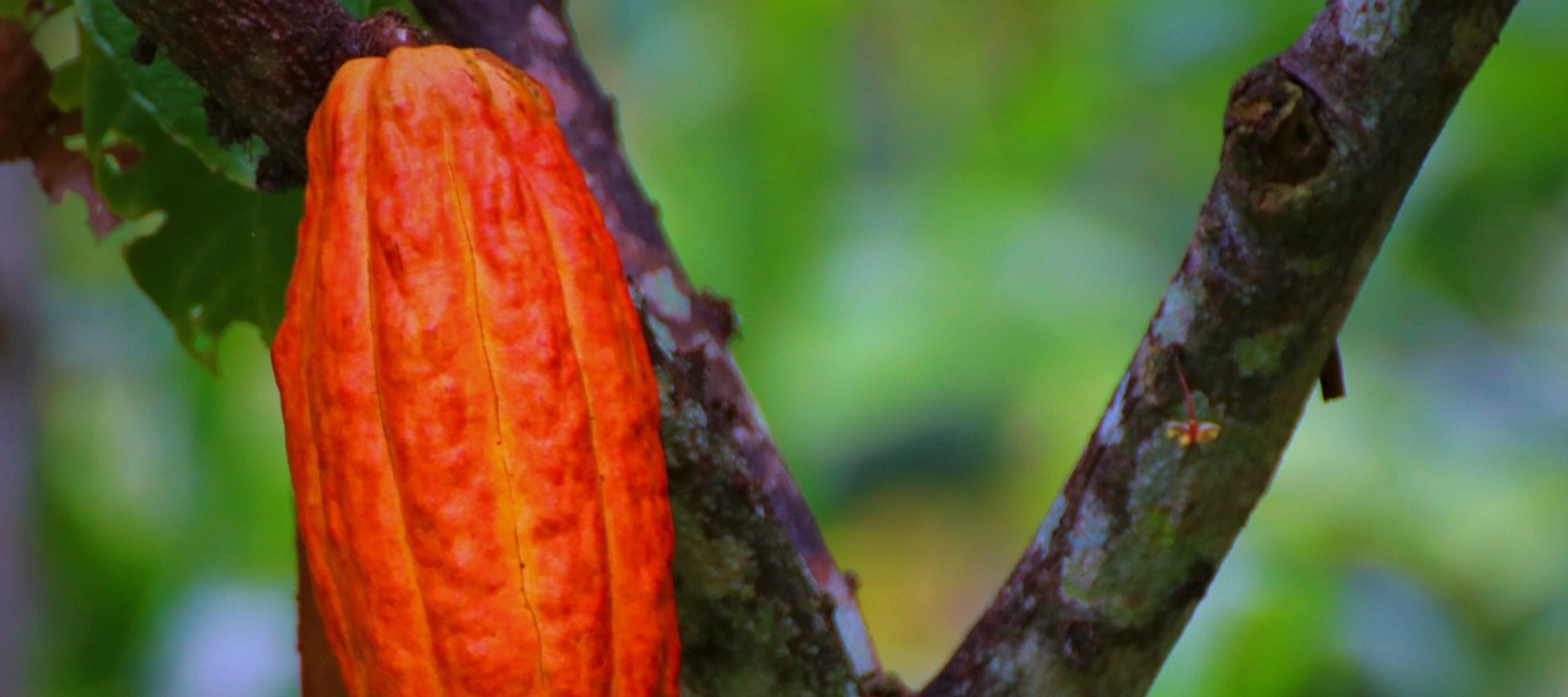 Hoy 07 de Julio se celebra el Día Mundial del Cacao